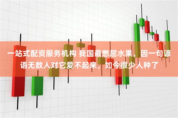 一站式配资服务机构 我国最憋屈水果，因一句谚语无数人对它爱不起来，如今很少人种了